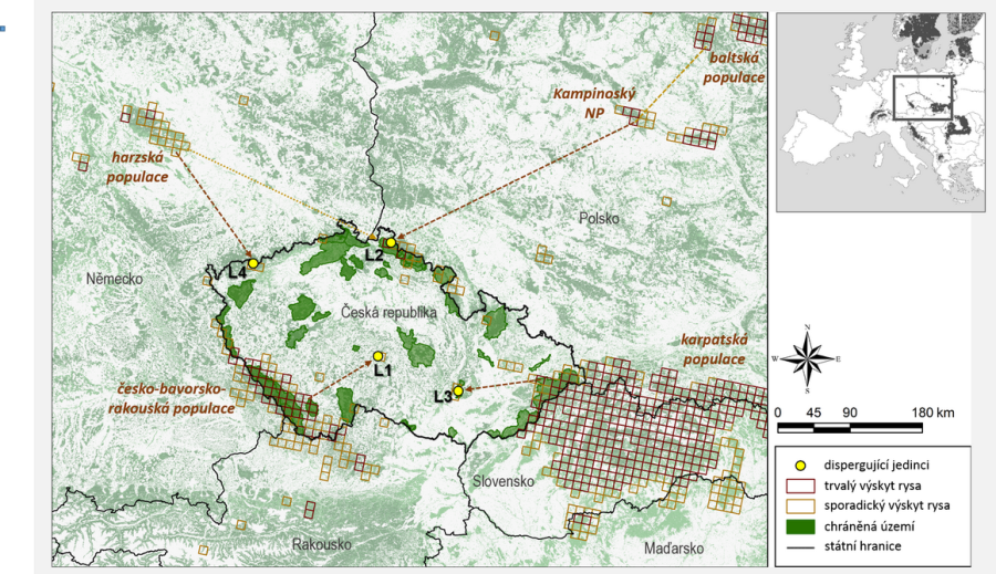 ČR jako křižovatka rysí populace - šipky ukazují směr přesunu ze zdrojové populace zachycených jedinců; upraveno dle Gajdárová et al. 2021