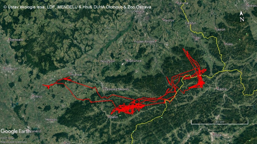 Mladý rys Eman se pohyboval na území více než 2000 km2; zdroj: LDF Mendelu