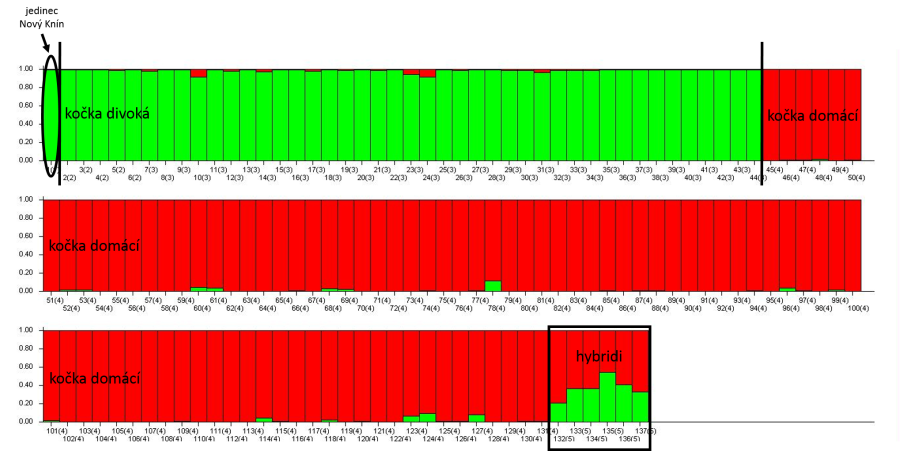 Výstup z Bayesiánská klastrovací analýzy v programu STRUCTURE