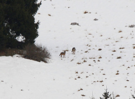 Slavc a Giulietta. © Archive Parco Naturale Regionale della Lessinia