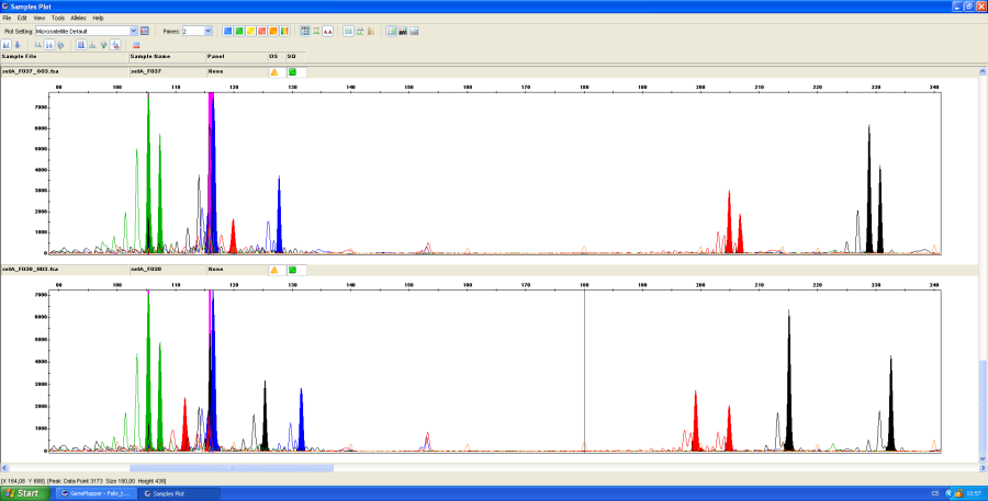 Analýza mikrosatelitů v programu Genemapper
