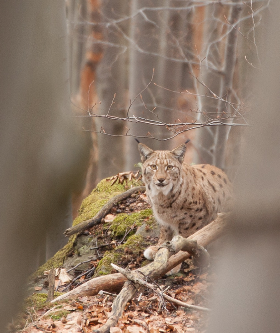 Vzácný okamžik pozorování rysa ostrovida; foto: B. Gajdárová